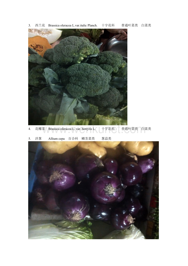 40常见蔬菜及分类 配图.doc_第2页