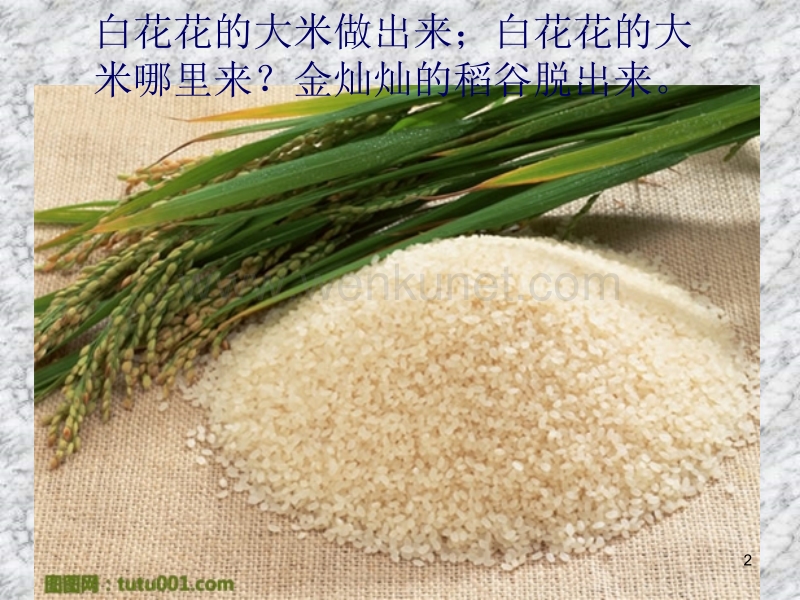 水稻的生长过程 (2)ppt课件.ppt_第2页