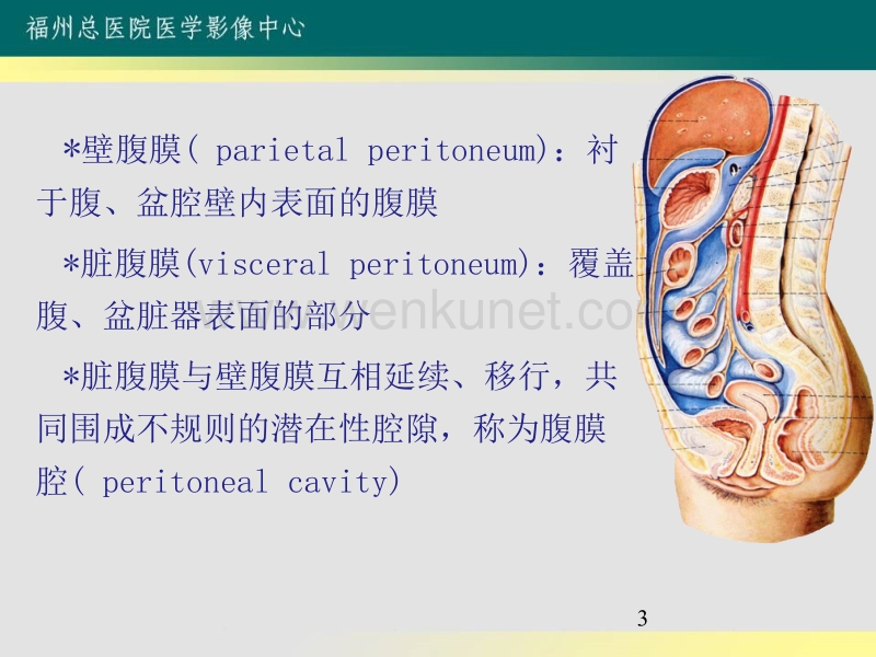 培训_大网膜和小网膜的正常解剖及病变ppt课件.ppt_第3页