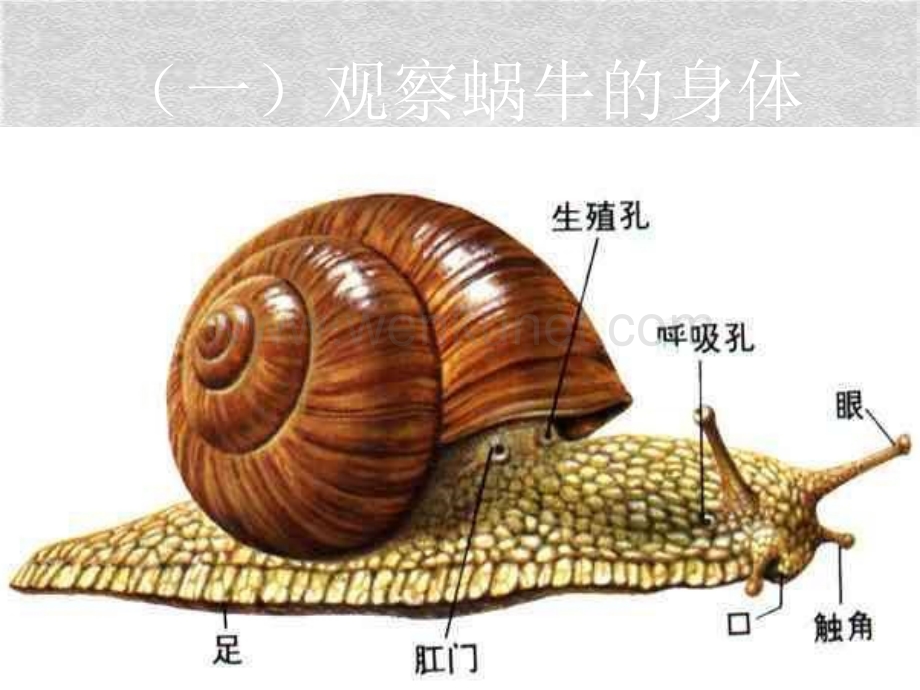 蜗牛的结构示意图图片