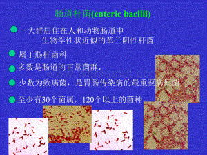 肠道杆菌(enteric bacilli).pptx