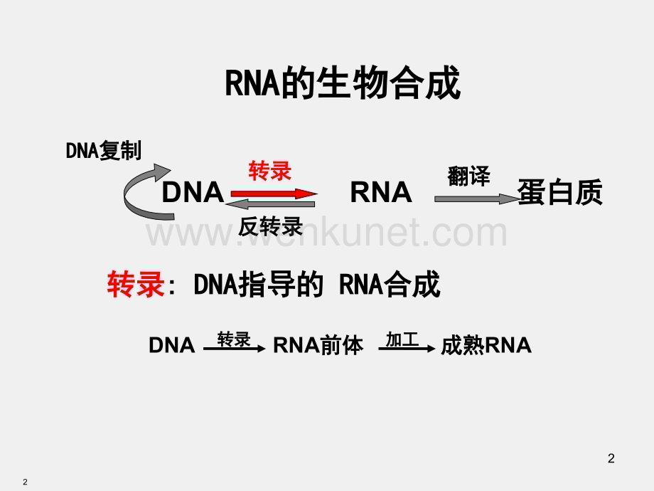 《医学生物化学》课件第11章-RNA的生物合成.ppt_第2页