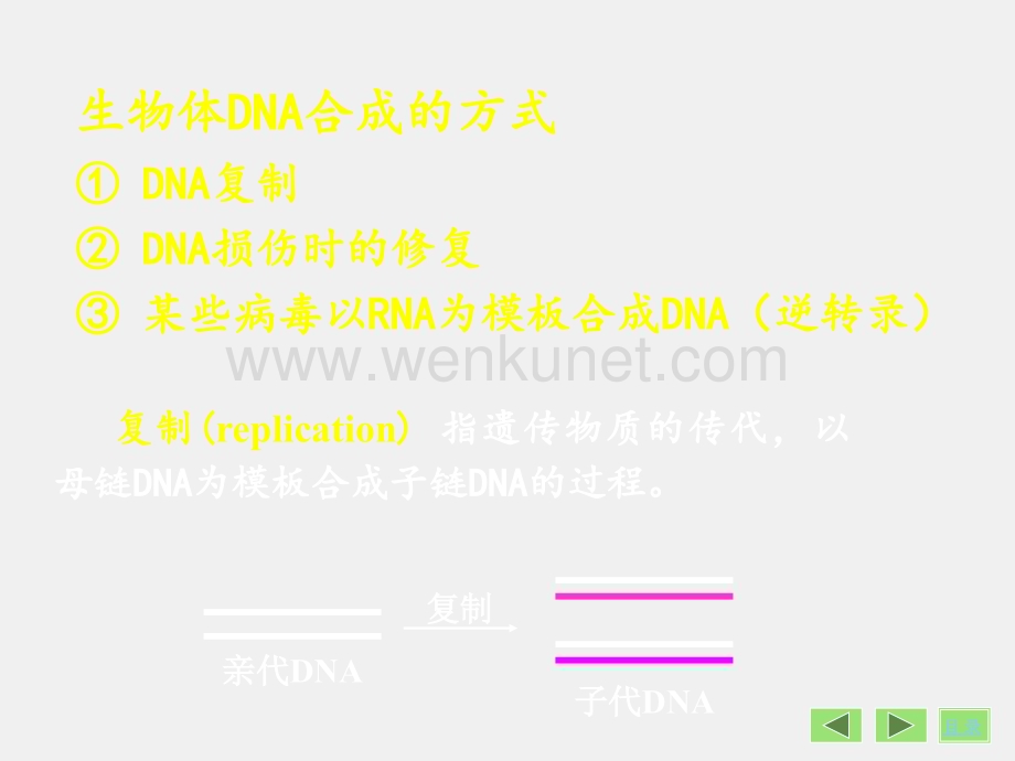 《医学生物化学》课件第10章-DNA的生物合成.ppt_第1页