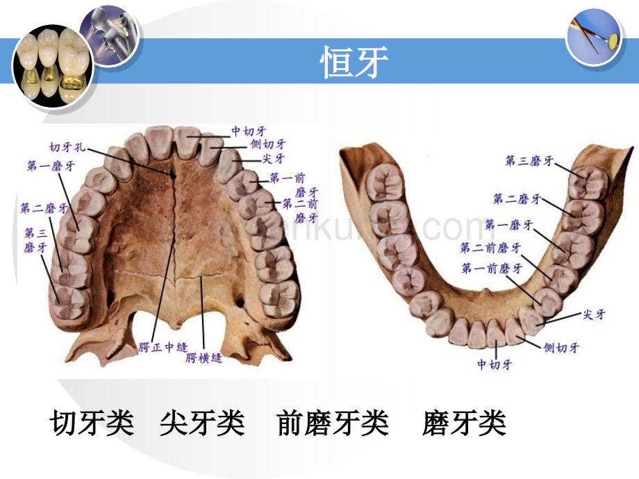 恒牙解剖形态.ppt_第3页