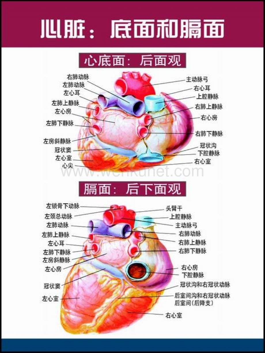 医院教学心血管人卫九版课件心脏解剖图.pptx_第1页