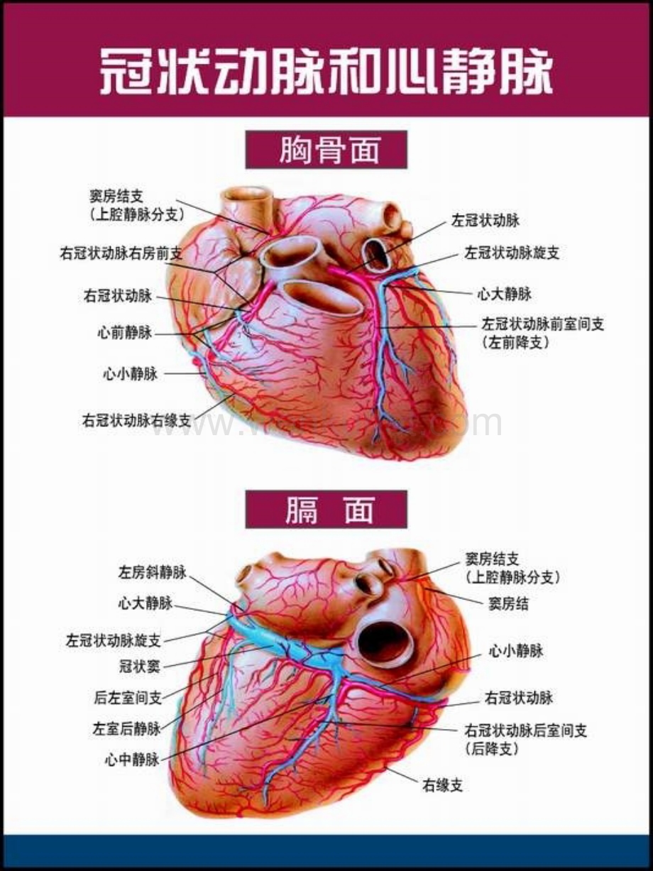 医院教学心血管人卫九版课件心脏解剖图.pptx_第3页
