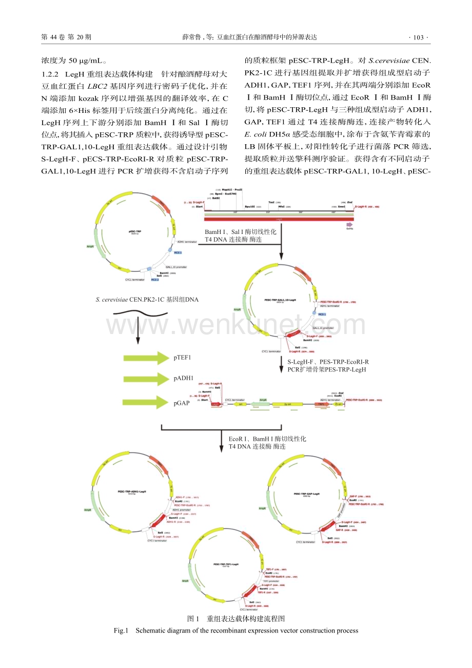 豆血红蛋白在酿酒酵母中的异源表达.pdf_第3页