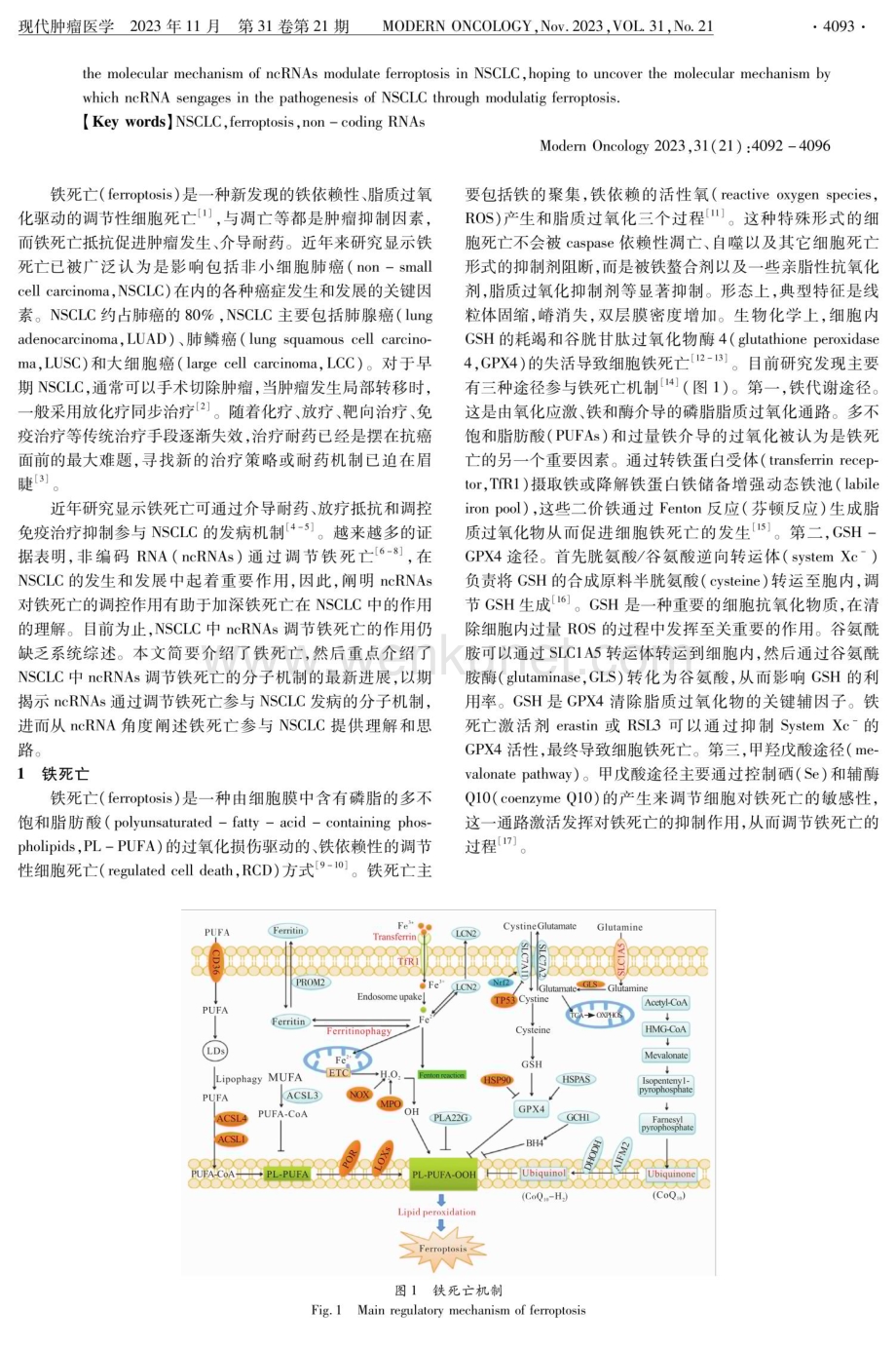 非编码RNA调控铁死亡参与非小细胞肺癌发病机制的研究进展.pdf_第2页
