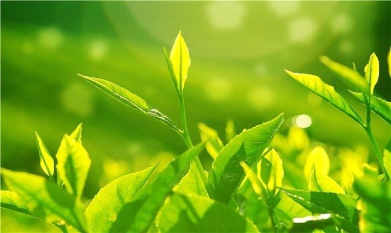 茶文化考察 | 潮州茶文化发展现状与思考