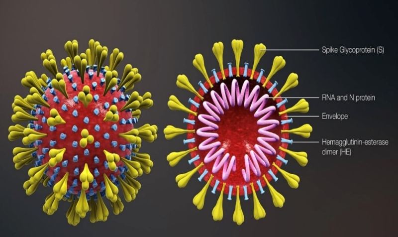 从病毒到免疫， “科学地”揭开新冠病毒的神秘面纱